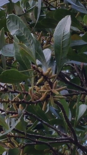 Morella spathulata