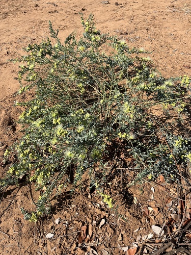 Image of Maerua edulis by (c) Hannah Rogers, some rights reserved (CC BY)