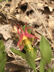 Aquilegia canadensis