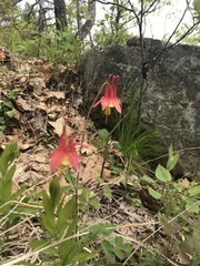 Aquilegia canadensis