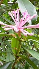 Thymelaeaceae