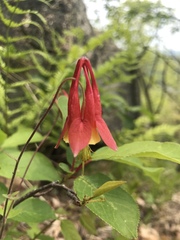 Aquilegia canadensis