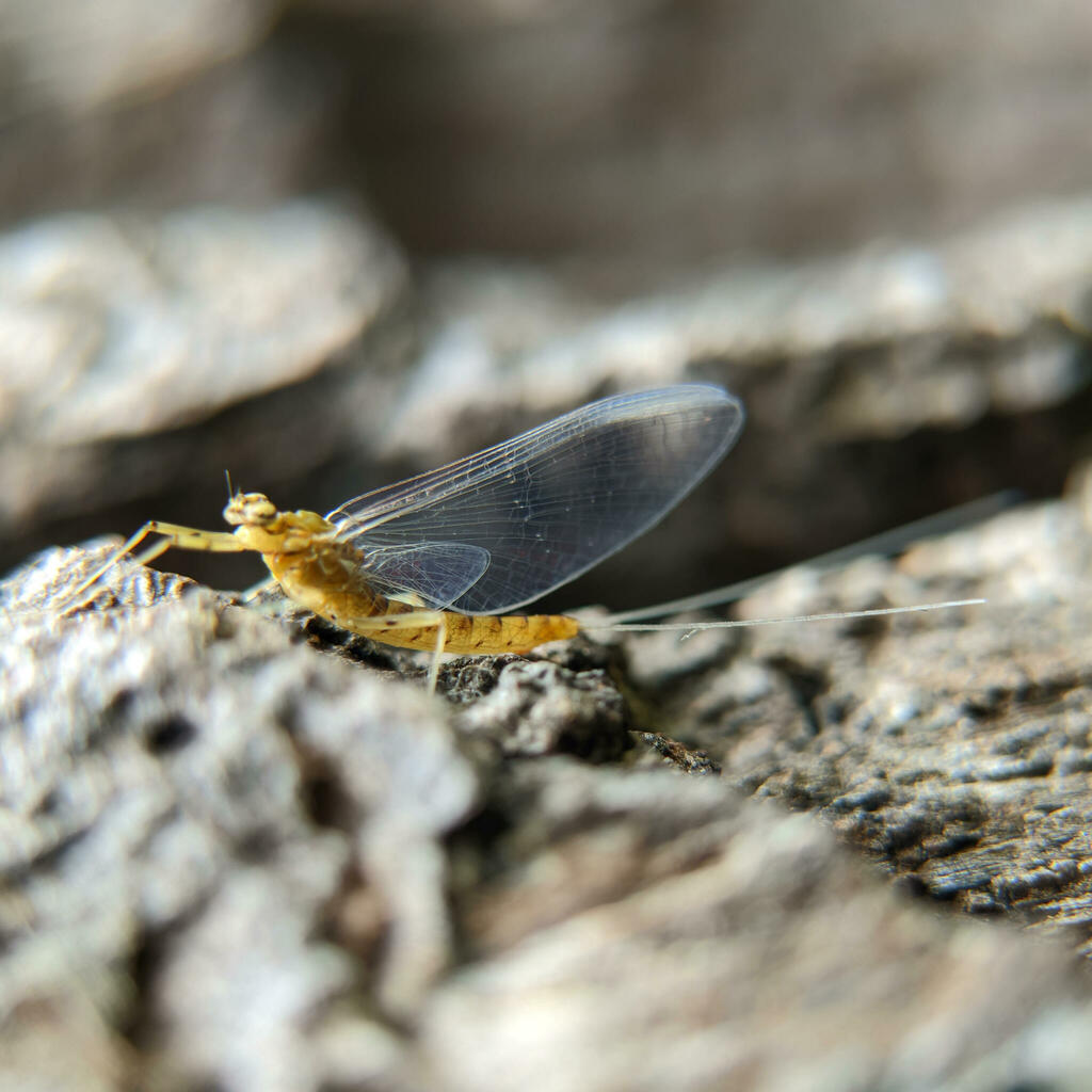 Rhithrogena beskidensis