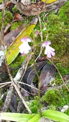 Cynorkis fastigiata