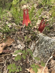 Aquilegia canadensis