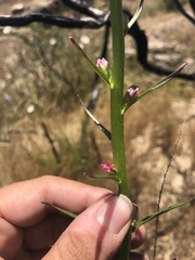 Sairocarpus virga