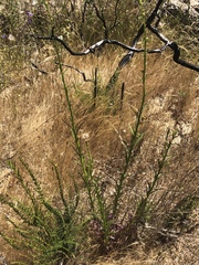 Sairocarpus virga