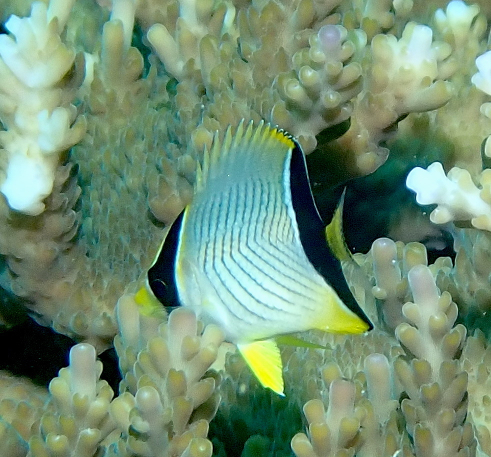 Chevron butterflyfish