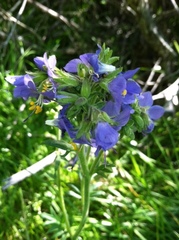 Polemonium occidentale