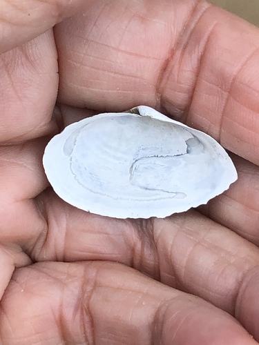 Soft-shelled Clam