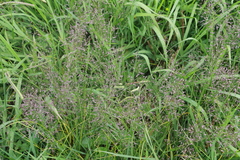 Eragrostis ferruginea