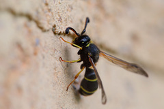 Odynerus spinipes