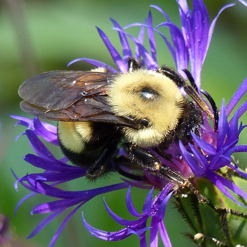 Rusty-patched Bumble Bee