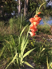 Gladiolus × hortulanus