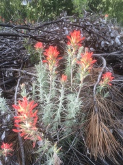 Castilleja foliolosa