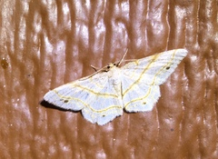 Trigrammia quadrinotaria