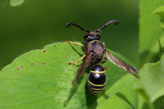 Odynerus spinipes