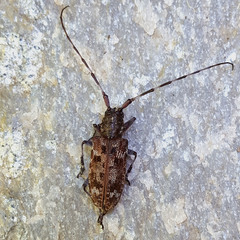 Monochamus obtusus