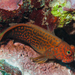 Redstreaked Blenny - Photo (c) Malcolm Francis, some rights reserved (CC BY-NC), uploaded by Malcolm Francis