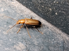 Nacerdes melanura
