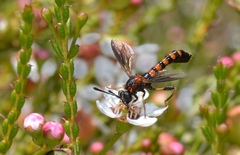 Diochlistus paragracilis