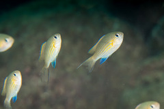 Pycnochromis vanderbilti