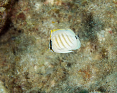 Chaetodon multicinctus