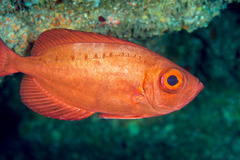 Priacanthus meeki