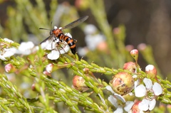 Diochlistus paragracilis