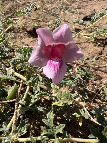 Image of Dicerocaryum senecioides by (c) Hannah Rogers, some rights reserved (CC BY)