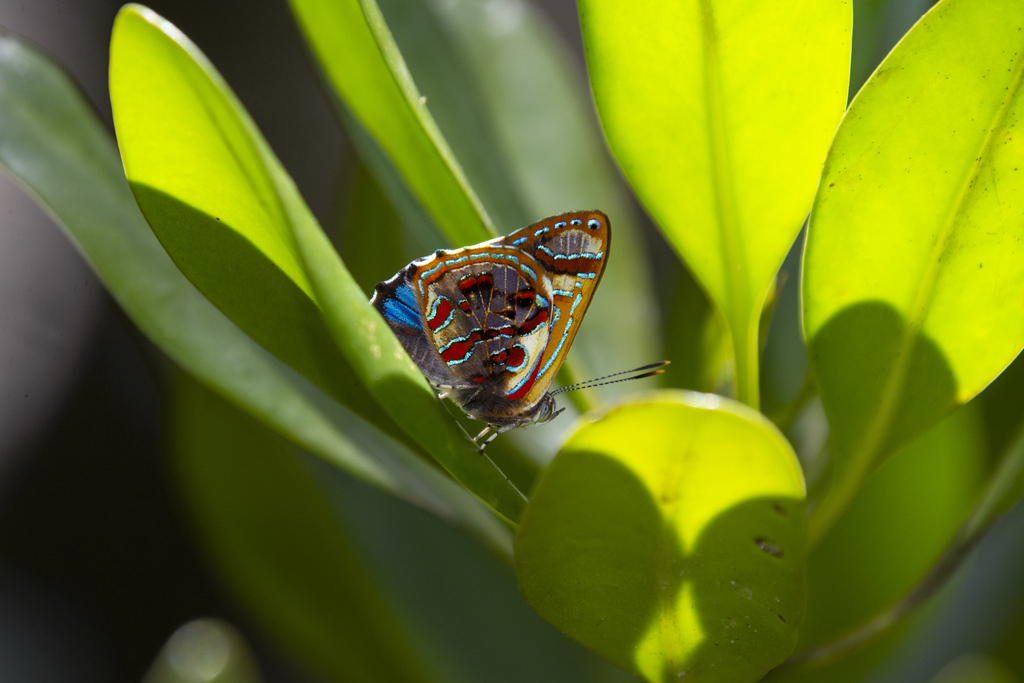 Narcissus Jewel
