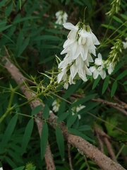 common milkpea
