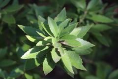 Melicytus chathamicus