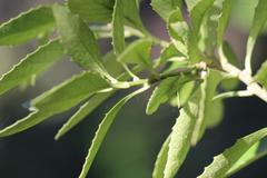 Melicytus chathamicus