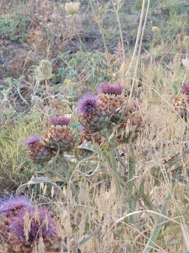 Avistamiento Alcaucil (alcachofa silvestre)