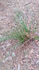 Xanthorrhoea gracilis