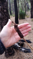 Xanthorrhoea gracilis