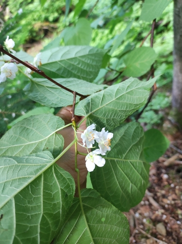 Image of Arctic Beauty (Actinidia kolomikta) by (c) Anastasiia Samokhvalova, some rights reserved (CC BY)