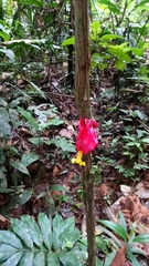 Drymonia coccinea
