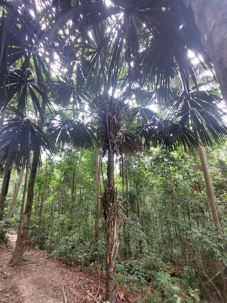 Bindang (Borassodendron borneense)
