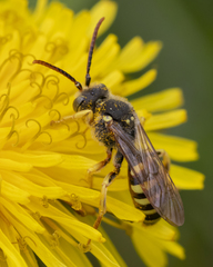Nomada imbricata