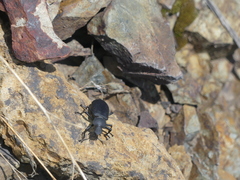 Iphthiminus serratus