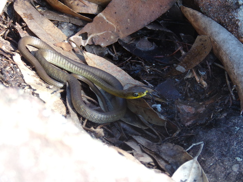 Common Tree Snake sighting