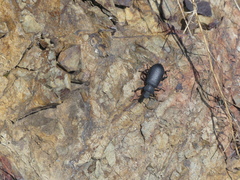 Iphthiminus serratus