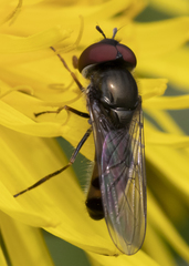Platycheirus obscurus