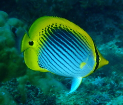 Chaetodon ocellicaudus