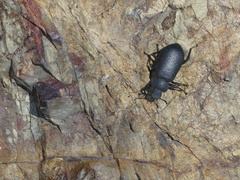 Iphthiminus serratus