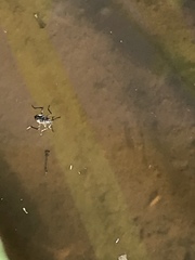 Gerromorpha
