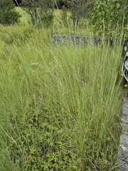 Bluntflower wheatgrass (Thinopyrum obtusiflorum)