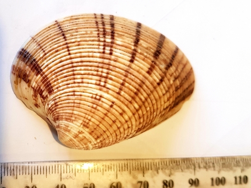 Callista planatella observed 2023-12-02